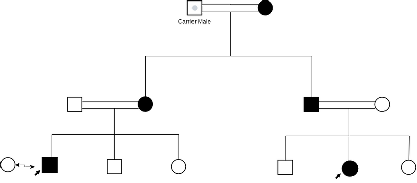 Autosomal Recessive Trait Pedigree Chart | Visual Paradigm User ...